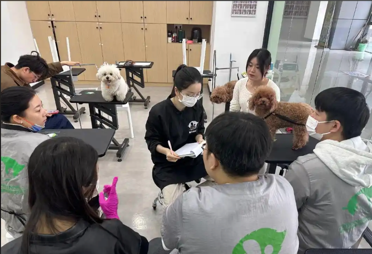 南充市宠物美容师宠物美容培训学校 - 厂家